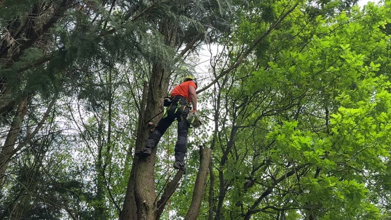 Best Storm Damage Tree Cleanup  in Carteret, NJ